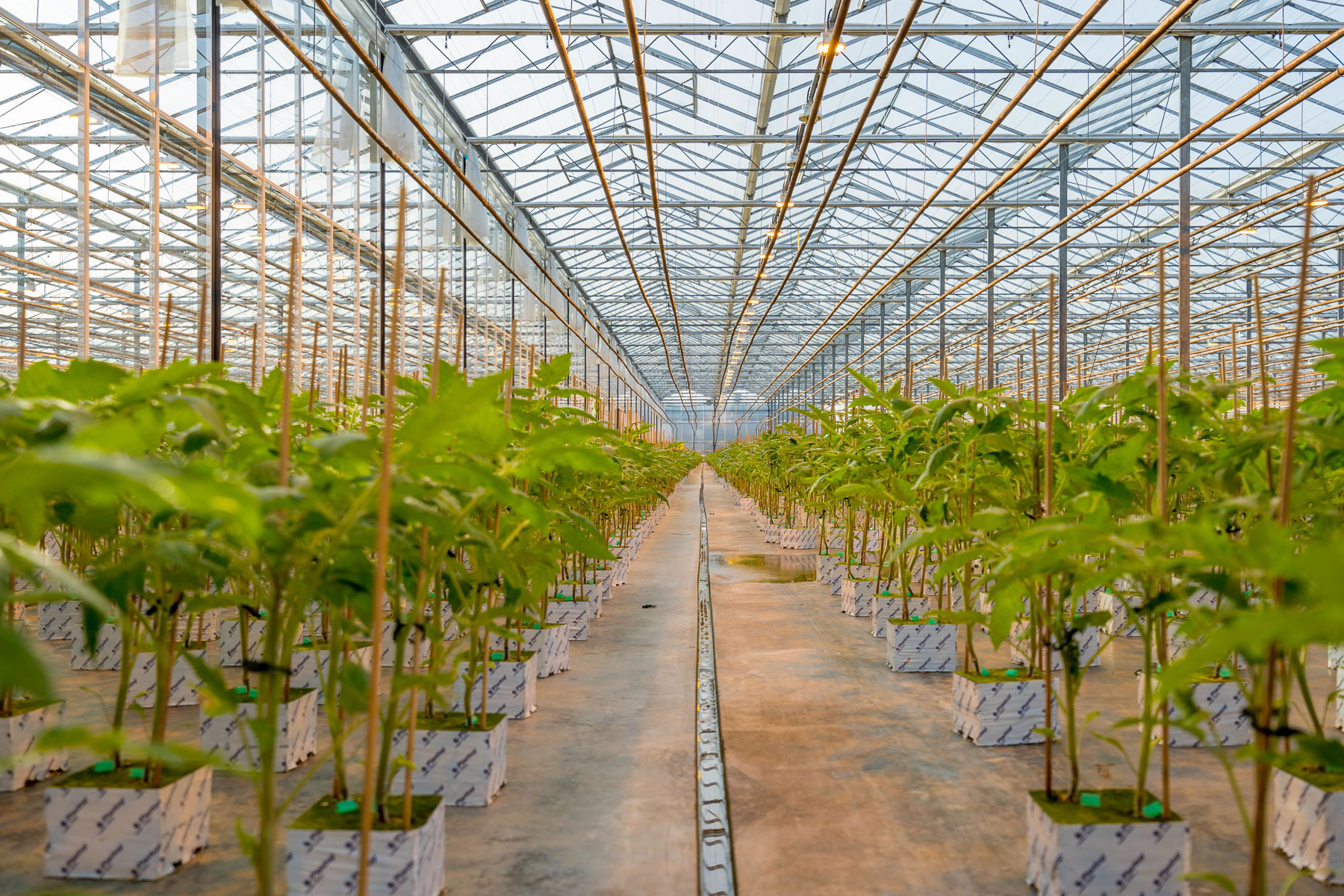AgraFlora Bringing Science of Plant Propagation to Medical and Recreational Cannabis Industry